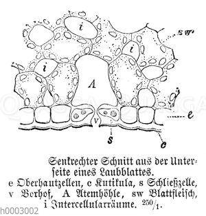 Laubblatt: Unterseite
