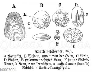 Stärkemehlkörner
