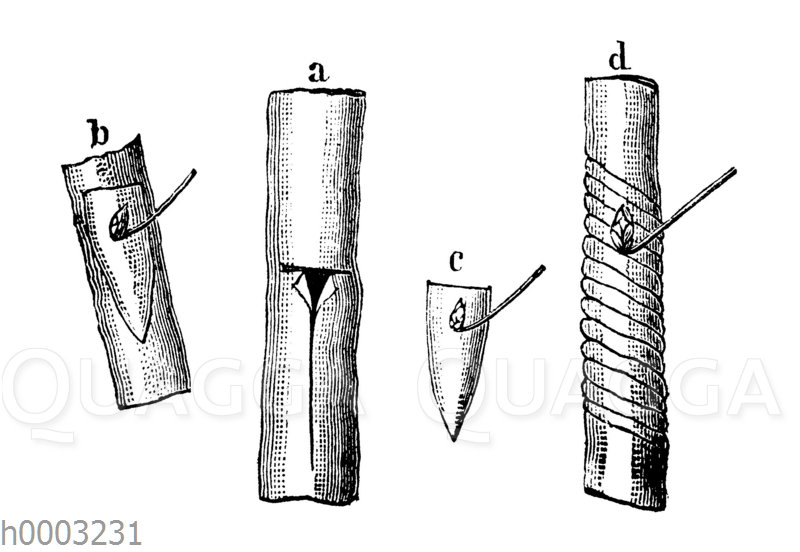 Okulieren