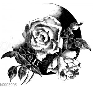 Rosen
