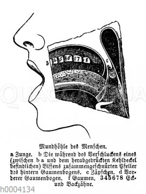 Mensch: Mundhoehle