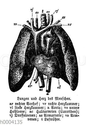 Mensch: Lungen und Herz