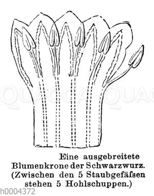 Schwarzwurz: Ausgebreitete Blumenkrone