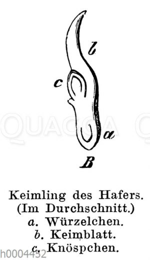 Hafer: Keimling