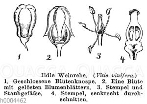 Weinrebe