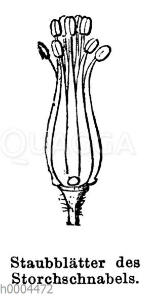 Storchschnabel: Staubblätter