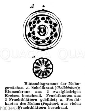 Schöllkraut: Blütendiagramm und Papaver - Mohn: Blütendiagramm