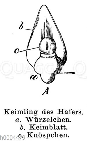 Hafer: Keimling