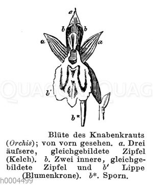 Knabenkraut: Blüte