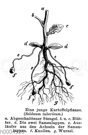 Kartoffel: Jungpflanze