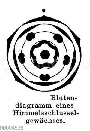 Blütendiagramm eines Himmelsschlüsselgewächses