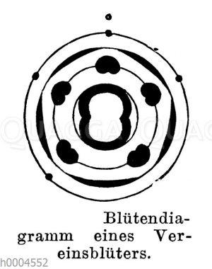 Blütendiagramm eines Vereinsblüters