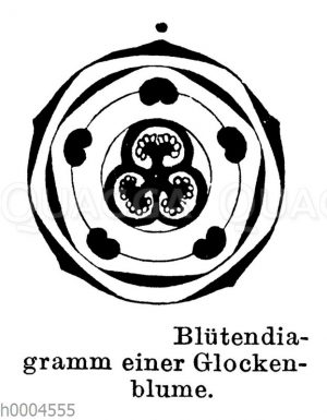 Blütendiagramm einer Glockenblume