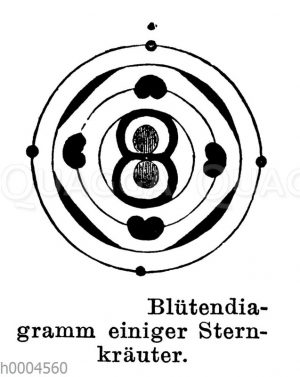 Blütendiagramm einiger Sternkräuter