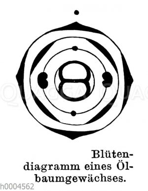 Blütendiagramm eines Ölbaumgewächses