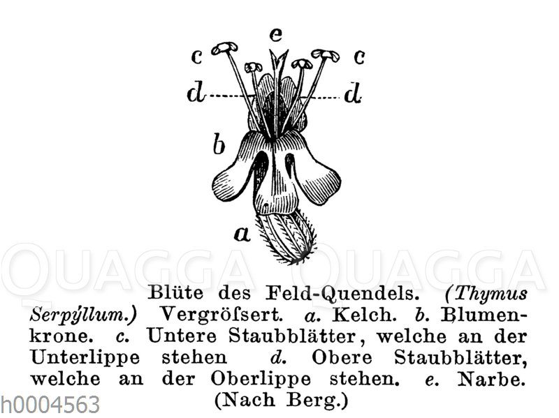 Feldquendel