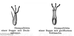 Segge: Stempelblüte mit Deckschuppe und mit geöffnetem Schlauch