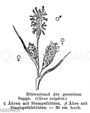 Segge: Blütenstand