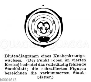 Blütendiagramm eines Knabenkrautgewächses