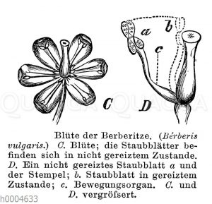 Berberitze: Blüte