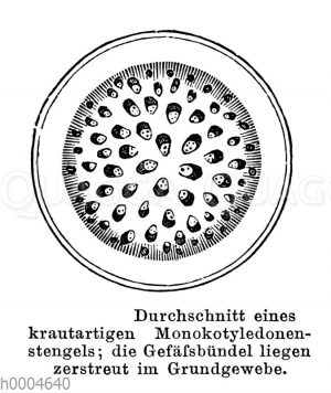 Durchschnitt eines krautigen Monokotyledonenstängels