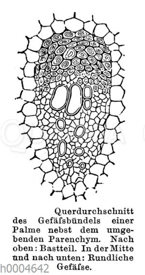 Palme: Querdurchschnitt aus dem Gefäßbündel und Parenchym