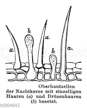 Nachtkerze: Oberhautzellen mit Haaren