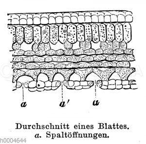 Durchschnitt eines Blattes mit Spaltöffnungen