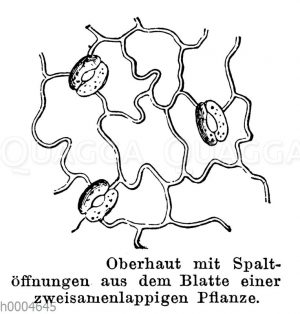 Spaltöffnungen bei einer zweisamenlappigen Pflanze