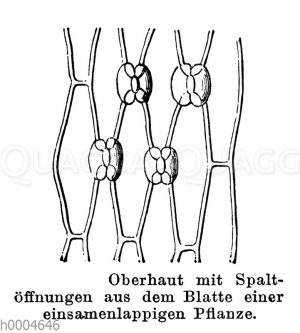 Spaltöffnungen bei einer einsamenlappigen Pflanze