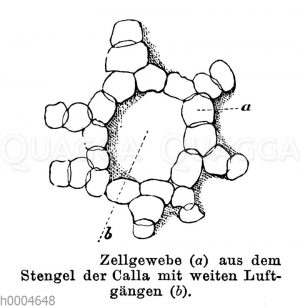 Calla: Zellgewebe aus dem Stängel