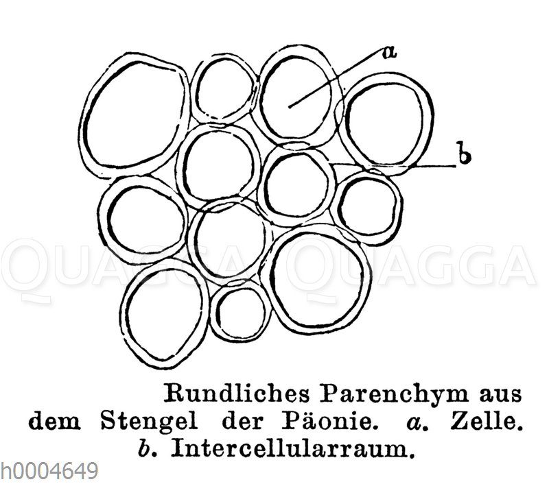 Rundliches Parenchym