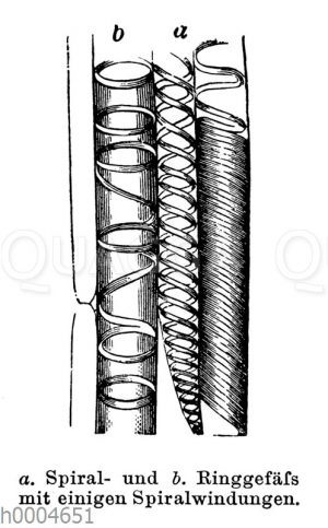 Spiralgefäß und Ringgefäß