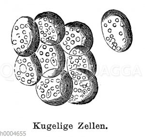 Kugelige Pflanzenzellen