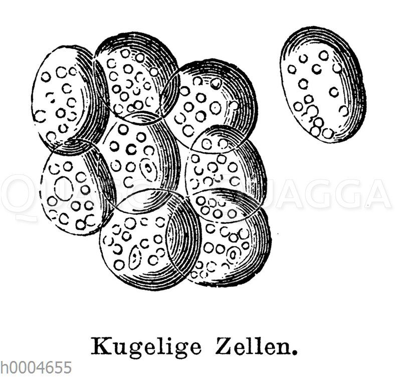Kugelige Pflanzenzellen