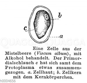 Mistel: Zelle aus der Beere