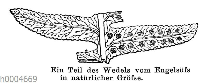 Engelsüß: Teil des Wedels von der Unterseite aus gesehen