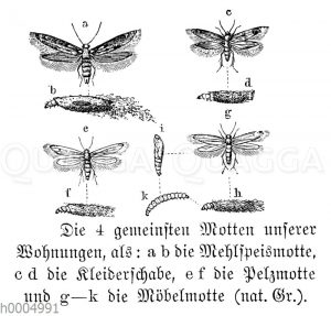 Kleidermotte