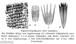 Schmetterlingsschuppen