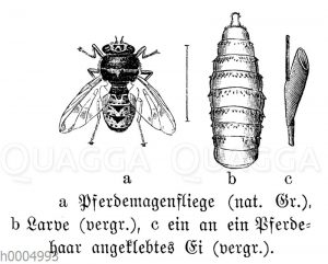 Pferdemagenfliege