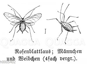 Rosenblattlaus