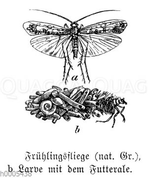 Gelbliche Frühlingsfliege