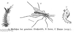 Stechmücke