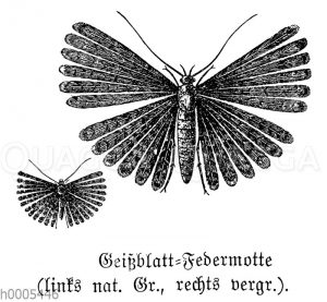 Geißblattfedermotte