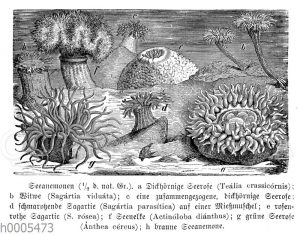 Seeanemonen: Dickhörnige Seerose