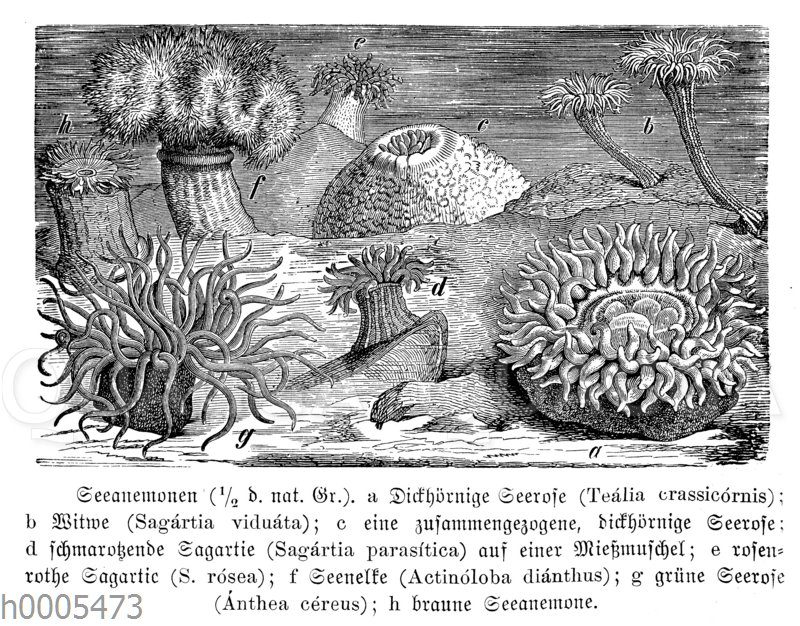 Seeanemonen: Dickhörnige Seerose