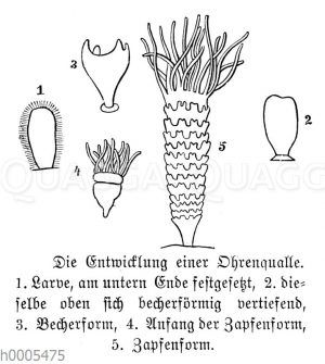Ohrenqualle: Entwicklung