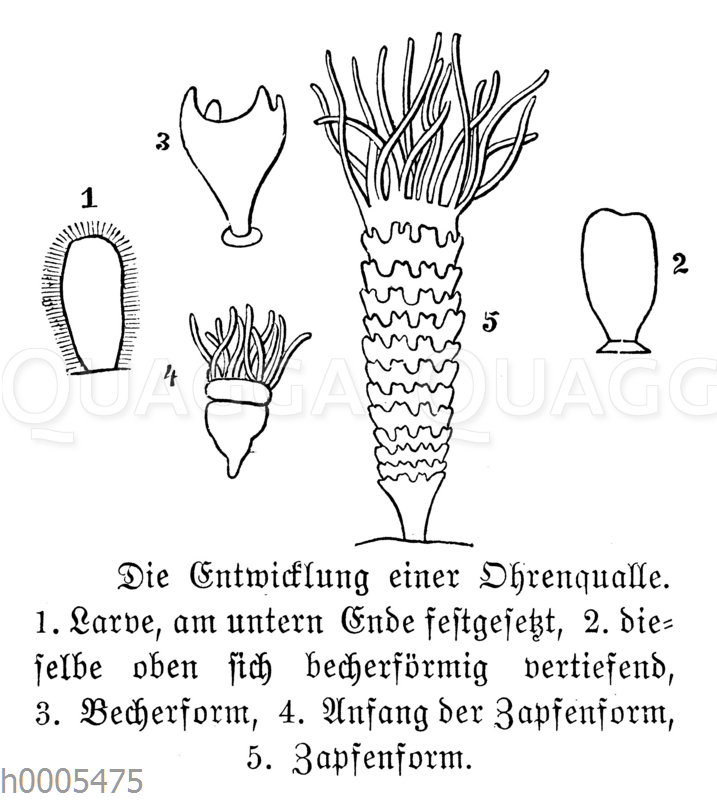 Ohrenqualle: Entwicklung