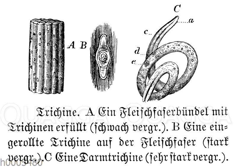 Trichine Quagga Illustrations