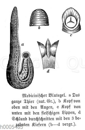 Medizinischer Blutegel